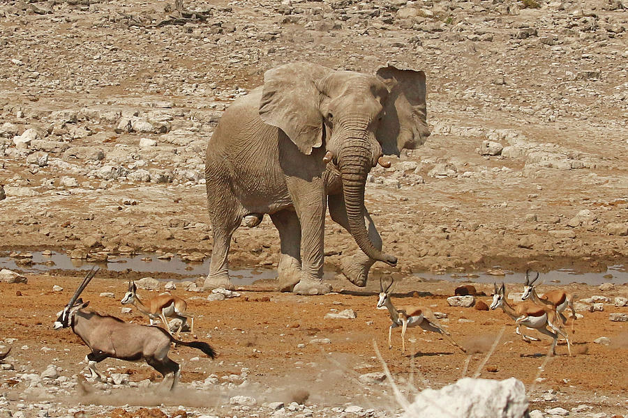 Animal Photograph - Bull Elephant chasing Gemsbok and Springbok at a waterhole by MaryJane Sesto Animal Photograph - Bull Elephant chasing Gemsbok and Springbok at a waterhole by MaryJane Sesto