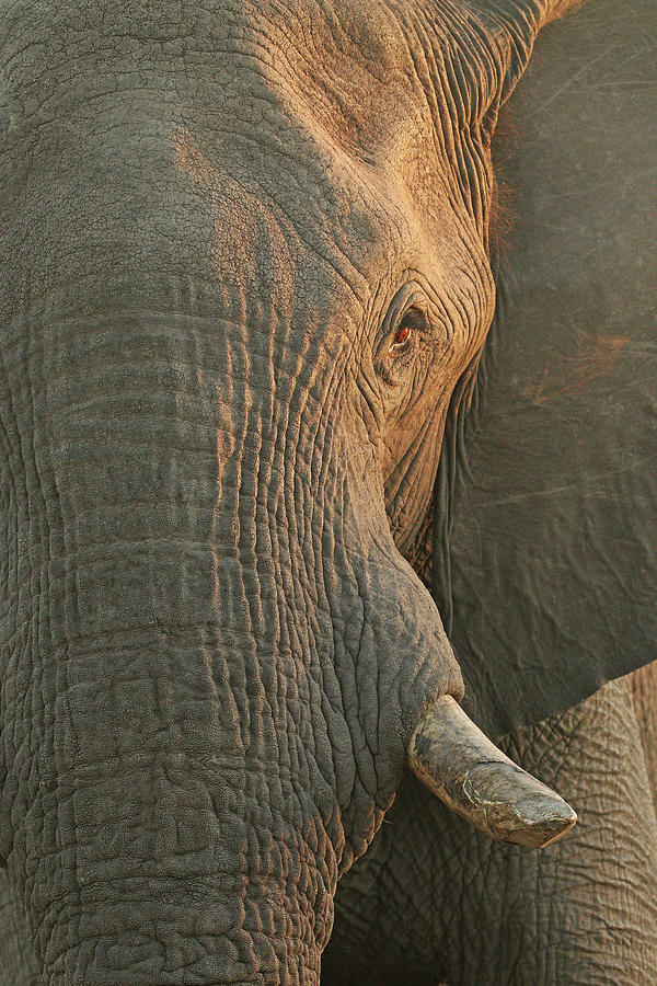 Bull Elephant Close Up Photograph by MaryJane Sesto