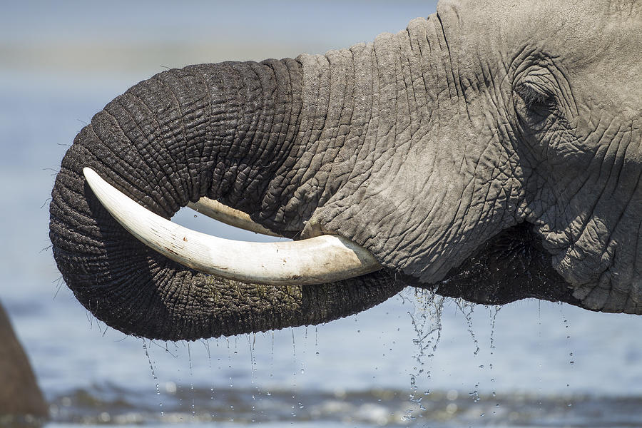 Bull Elephant Drinking, Botswana Photograph by Paul Souders