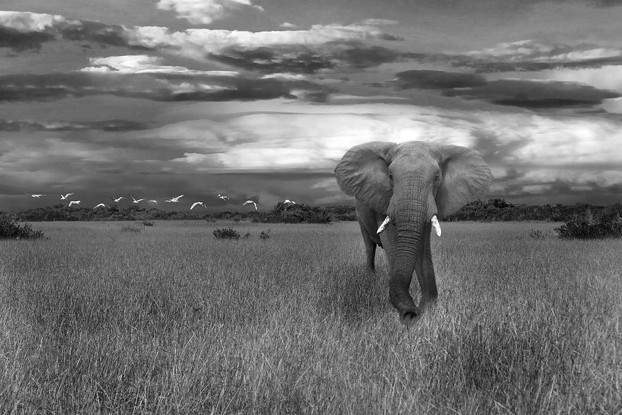 Bull Elephant Photograph by Ed Taylor