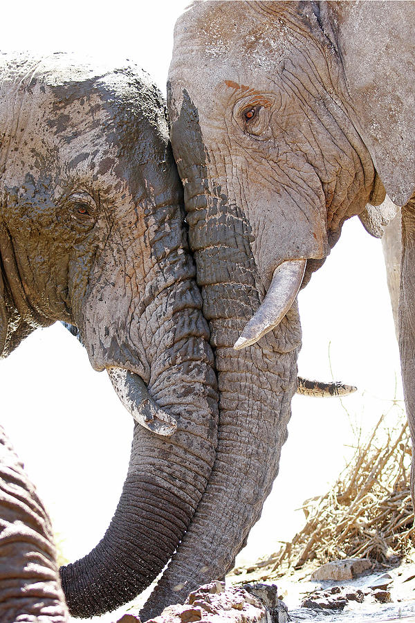 Animal Photograph - Bull Elephant Geeting Each Other by MaryJane Sesto