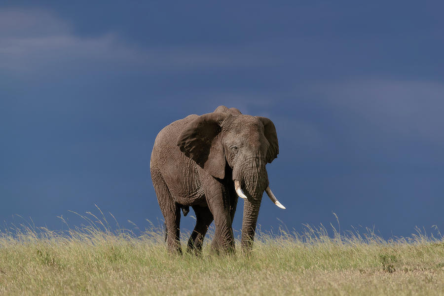 Animal Photograph - Bull elephant in the grasslands by Murray Rudd