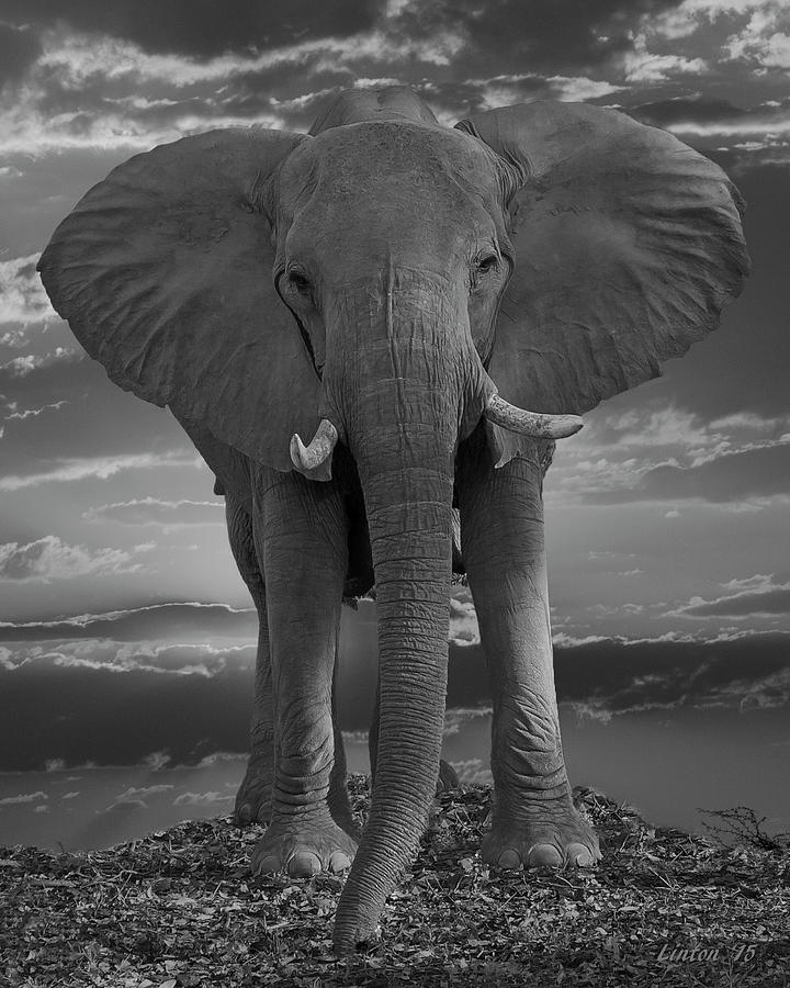 Bull Elephant Photograph by Larry Linton