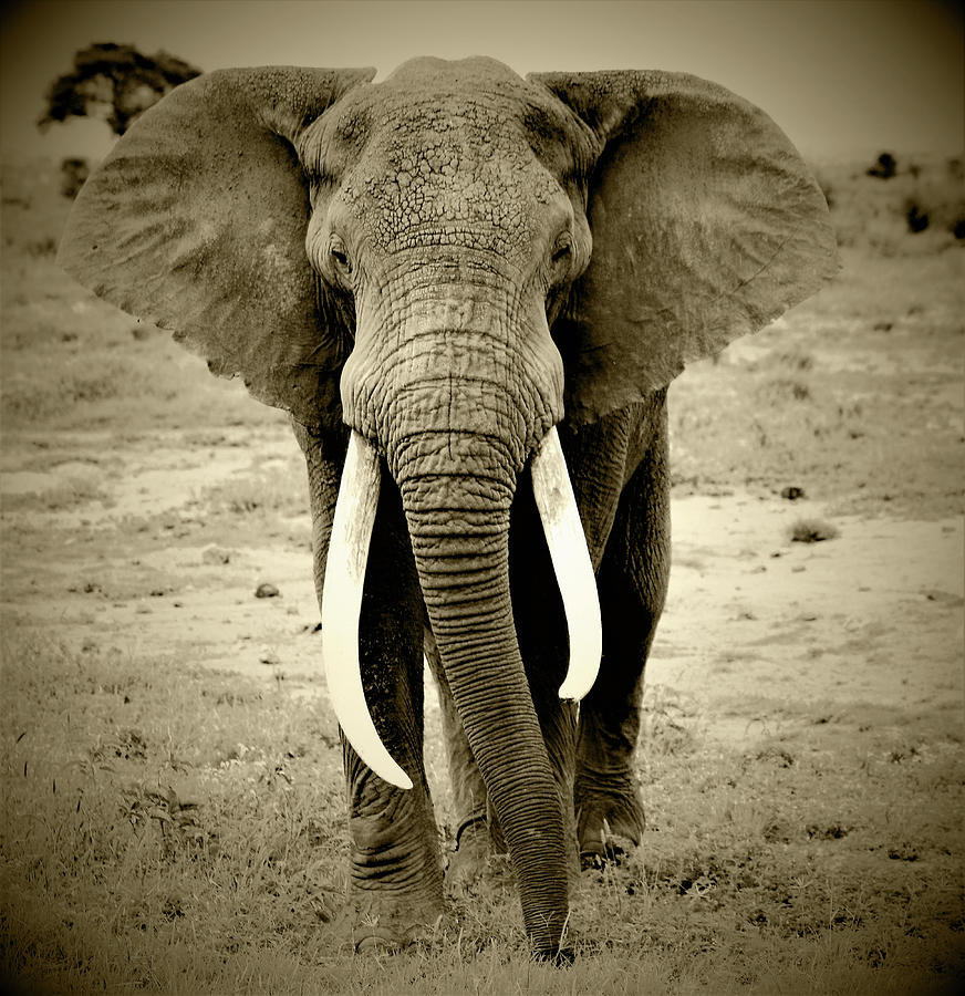 Bull Elephant Photograph by Mo Lee - Fine Art America