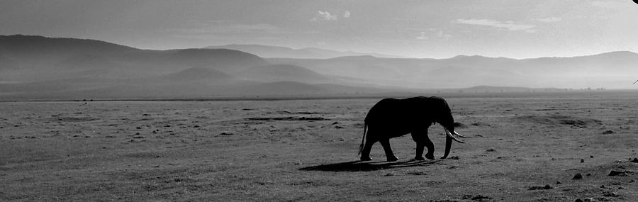 Bull Elephant - Ngorongoro Photograph by Gene Taylor