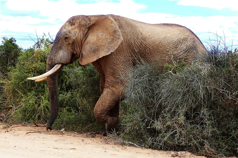 Bull Elephant With Big Tusks Photograph By Michael Peak Fine Art America 8236