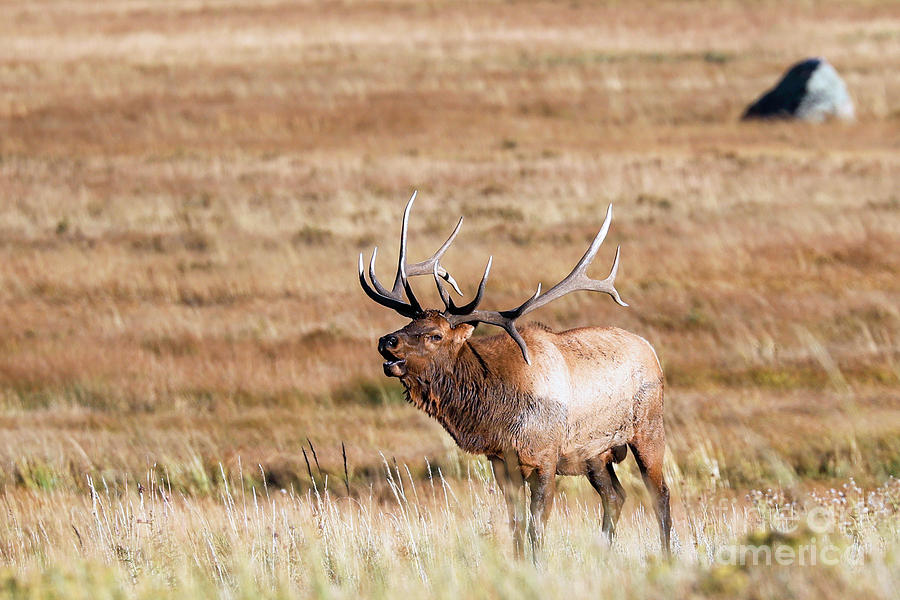 Bull Elk #1 Photograph by Shirley Dutchkowski