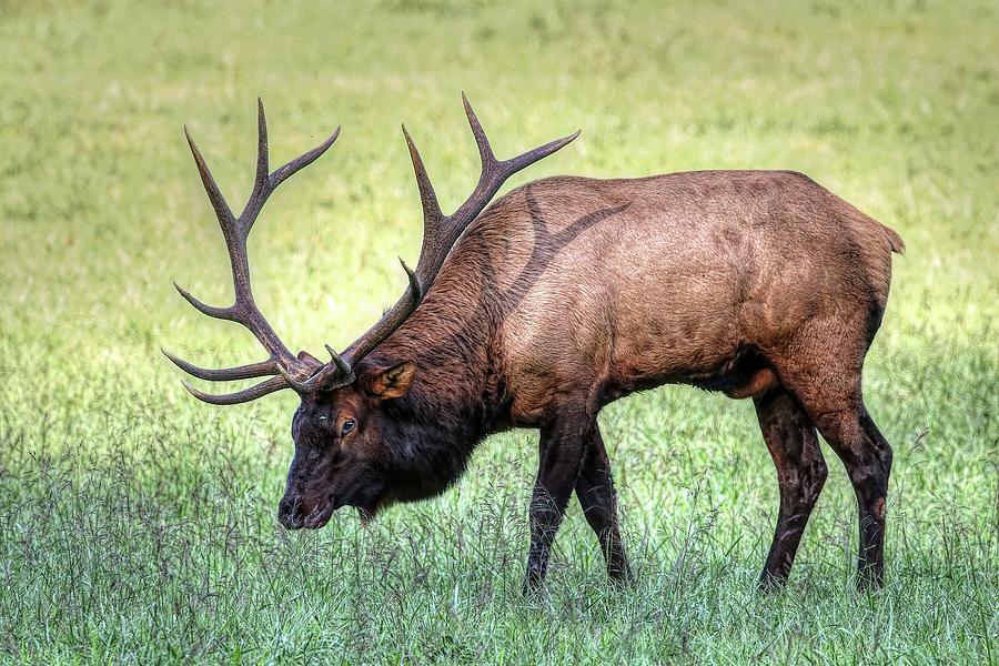 Bull Elk 2018 Photograph by Carol Montoya