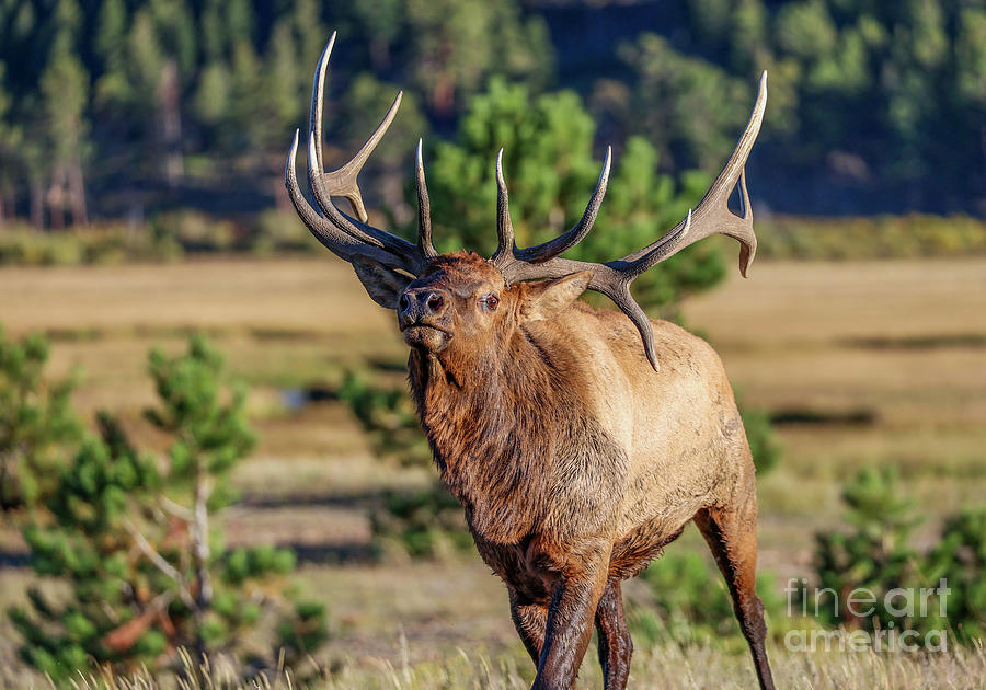 Bull Elk #3 Photograph by Shirley Dutchkowski
