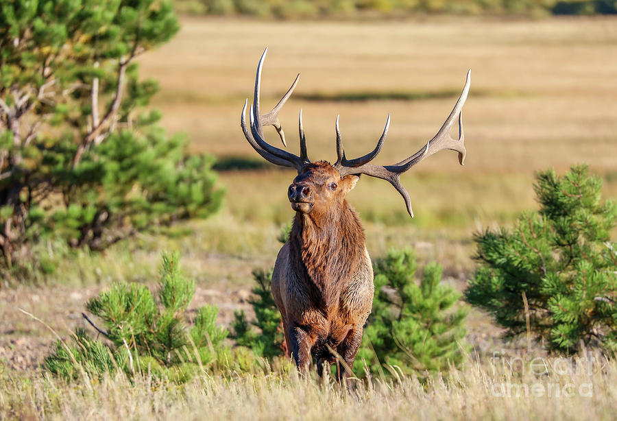 Bull Elk #4 Photograph by Shirley Dutchkowski