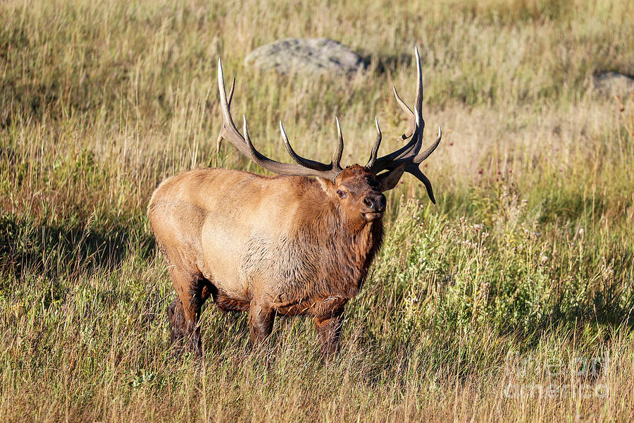 Bull Elk #5 Photograph by Shirley Dutchkowski