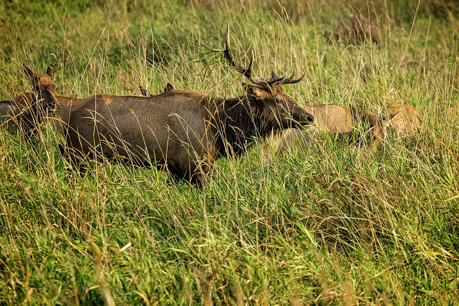 Bull Elk Among His Herd Photograph