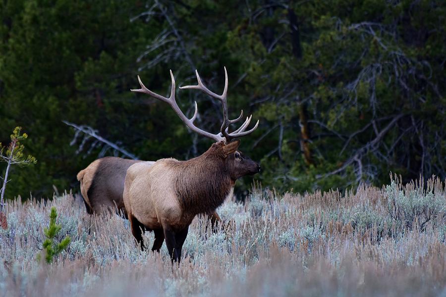 Bull elk and cow Photograph by Dwight Eddington - Fine Art America