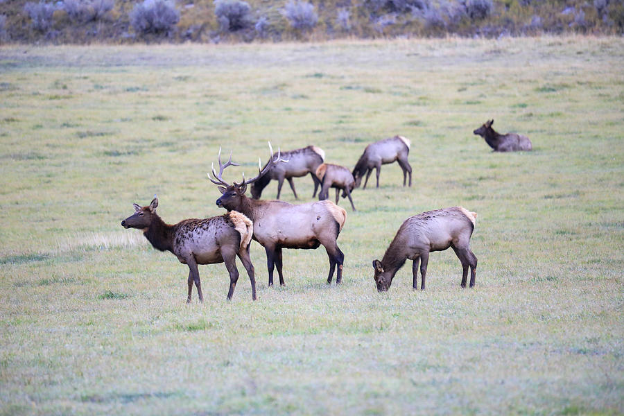 Bull elk and cows  Photograph by Jeff Swan