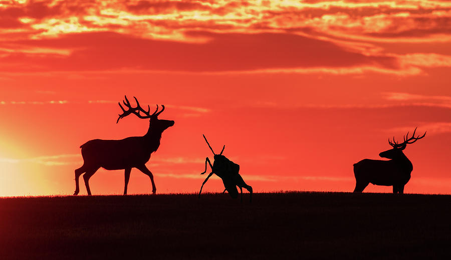 Bull Elk and Giant Grasshopper Photograph by Gary Beeler