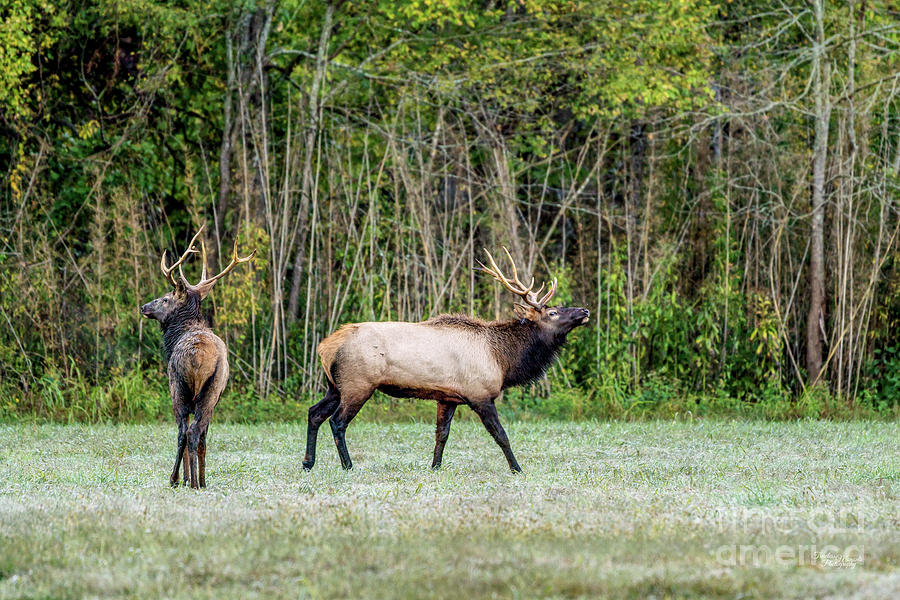 Bull Elk And Son Photograph by Jennifer White