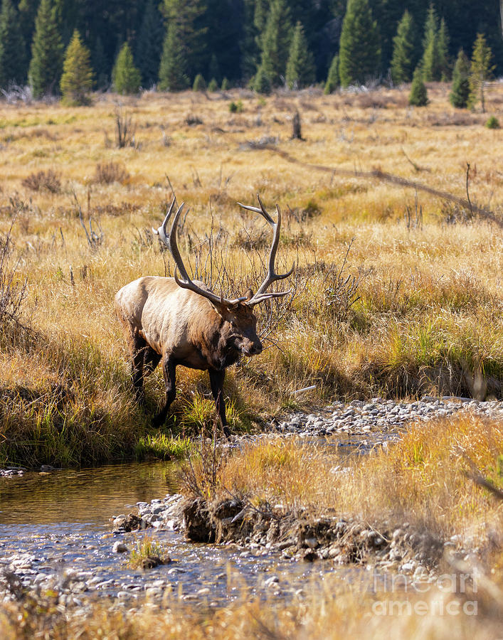 Bull Elk And Stream Photograph