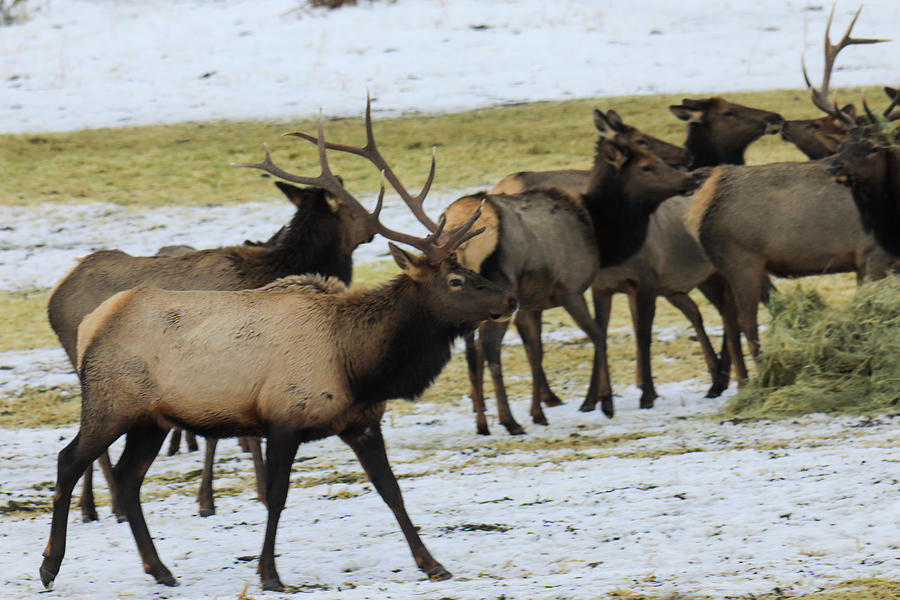 Bull elk and the herd Photograph by Jeff Swan