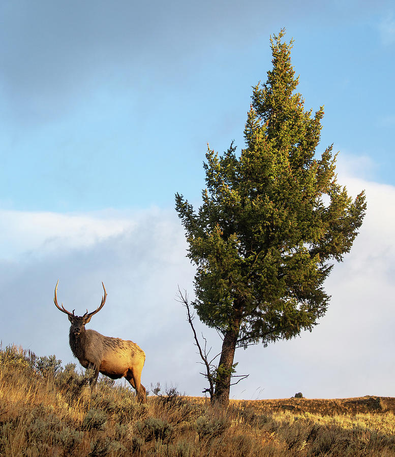 Bull Elk and Tree Photograph by Max Waugh