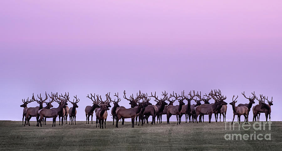 Bull Elk At Dawn Photograph by Gary Beeler