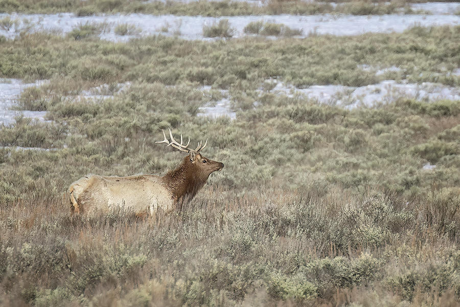 Bull Elk at Gros Ventre Photograph by Belinda Greb