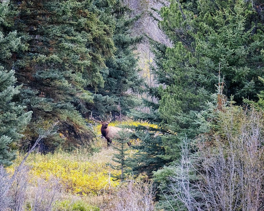 Bull Elk at Overlook Along Moose-Wilson Road Photograph by Belinda Greb