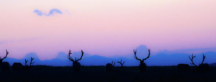 Bull Elk At Sundown Photograph