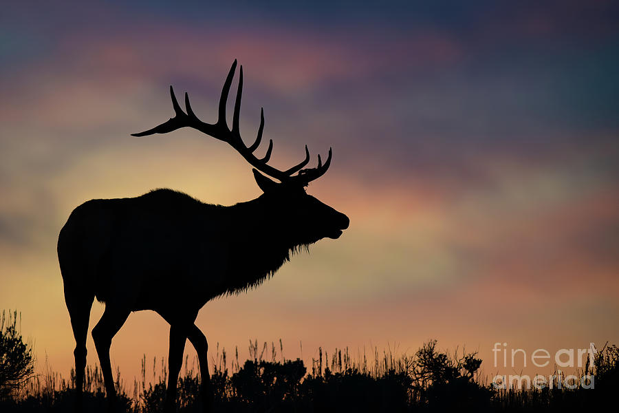 Bull Elk at Sunrise Photograph by Brad Schwarm
