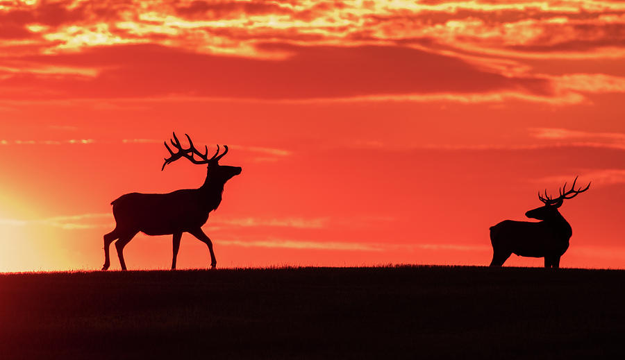 Bull Elk At Sunrise Photograph by Gary Beeler