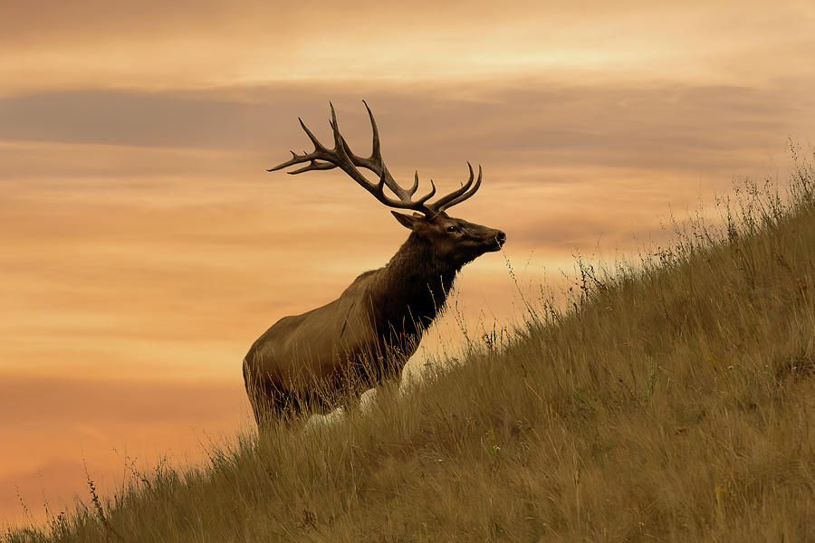 Bull Elk at Sunset Photograph by Jack Bell