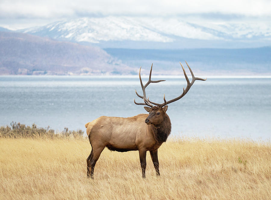 Yellowstone National Park Photograph - Bull Elk at the Lake by Max Waugh