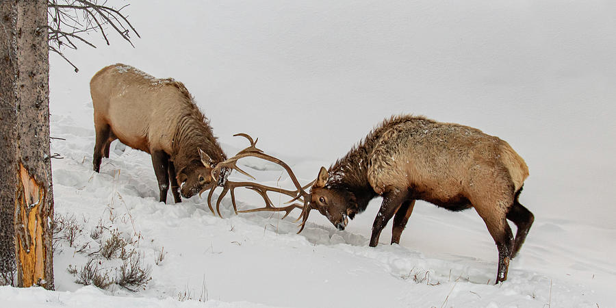 Bull Elk Battle in the Snow Photograph by Lois Lake