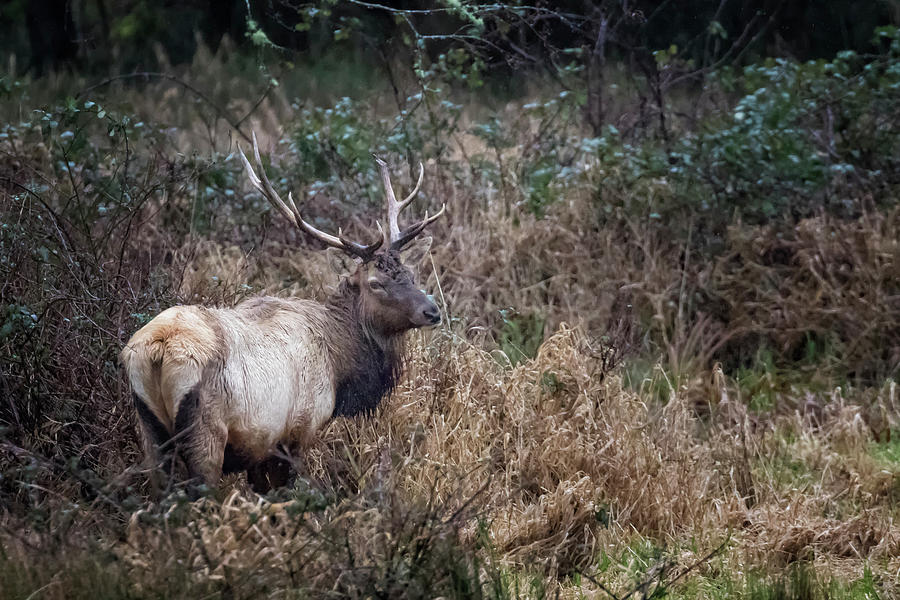 Bull Elk Photograph by Belinda Greb