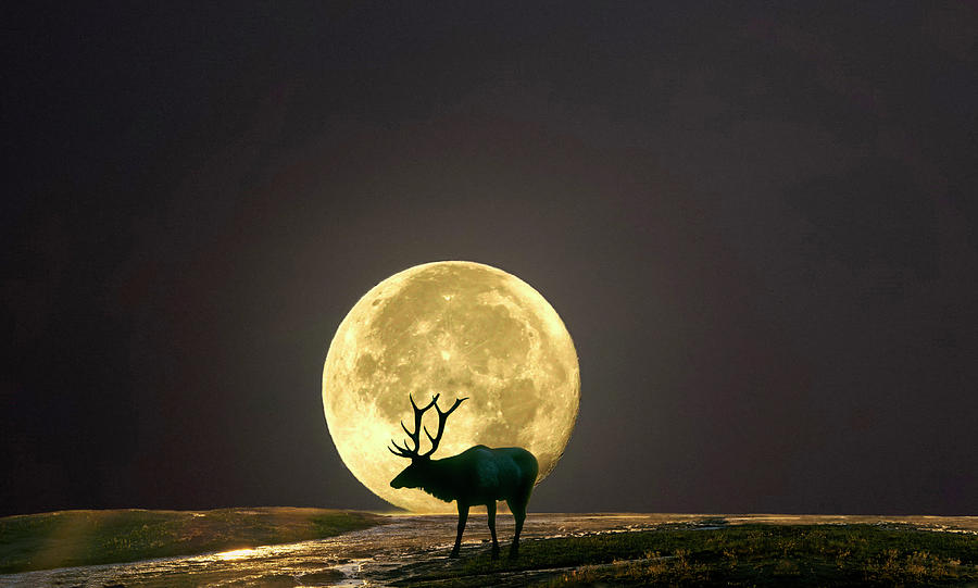 Bull Elk Beneath A Full Moon Photograph