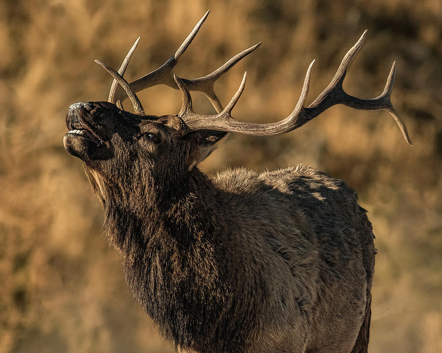 Bull Elk Bugle In Fall Photograph by Yeates Photography