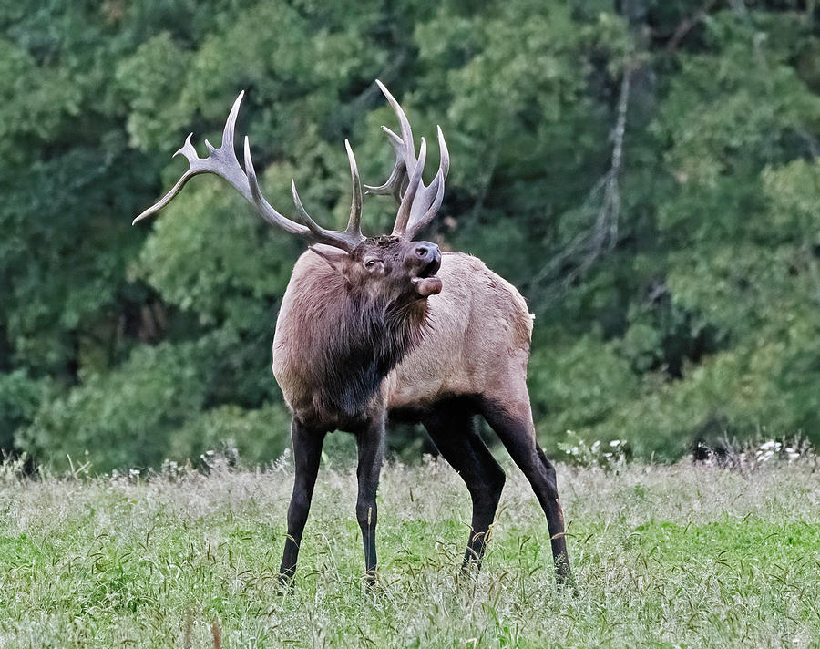 Bull Elk Bugle Photograph by Scott Miller - Fine Art America