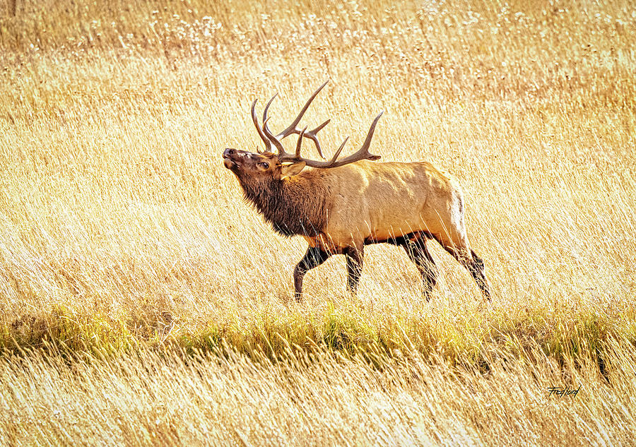 Bull Elk Bugling Photograph by Fred J Lord
