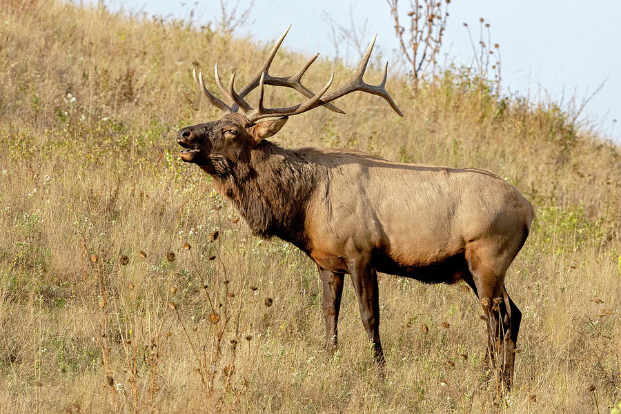 Bull Elk Bugling Photograph by Jack Bell