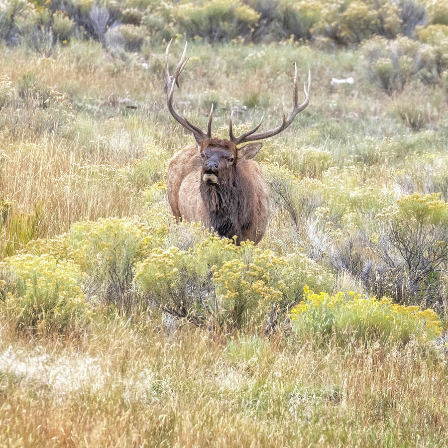 Bull Elk Bugling North of the Park Photograph by Belinda Greb
