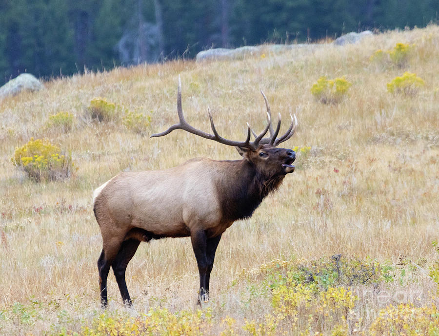 Bull Elk Bugling on a Beautiful Rocky Mountain Evening Photograph by Steven Krull