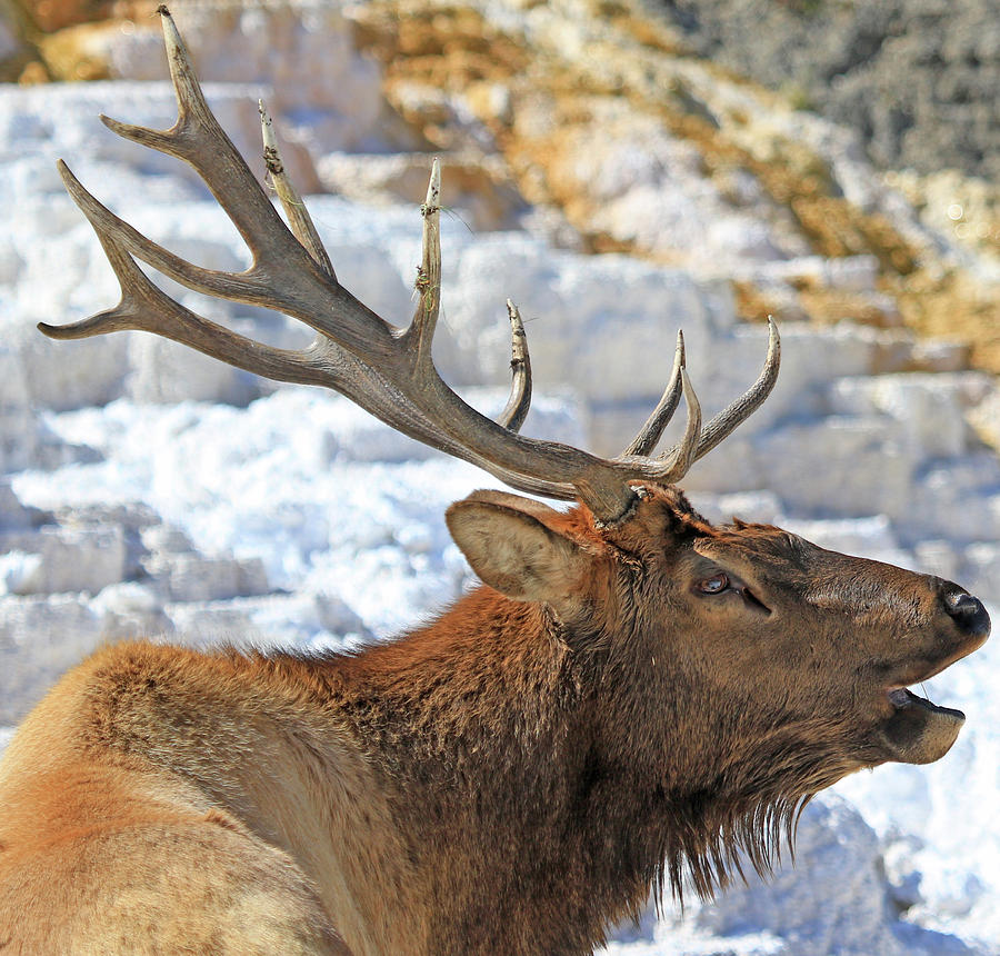 Bull Elk Bugling Photograph by Shixing Wen