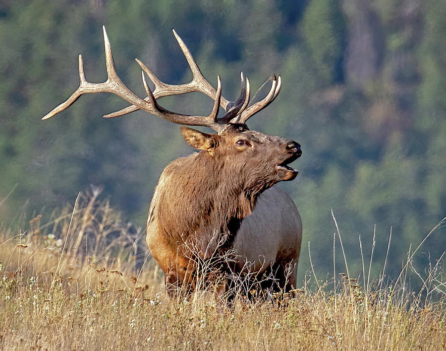 Bull elk Bugling to Challenger Photograph by Jack Bell