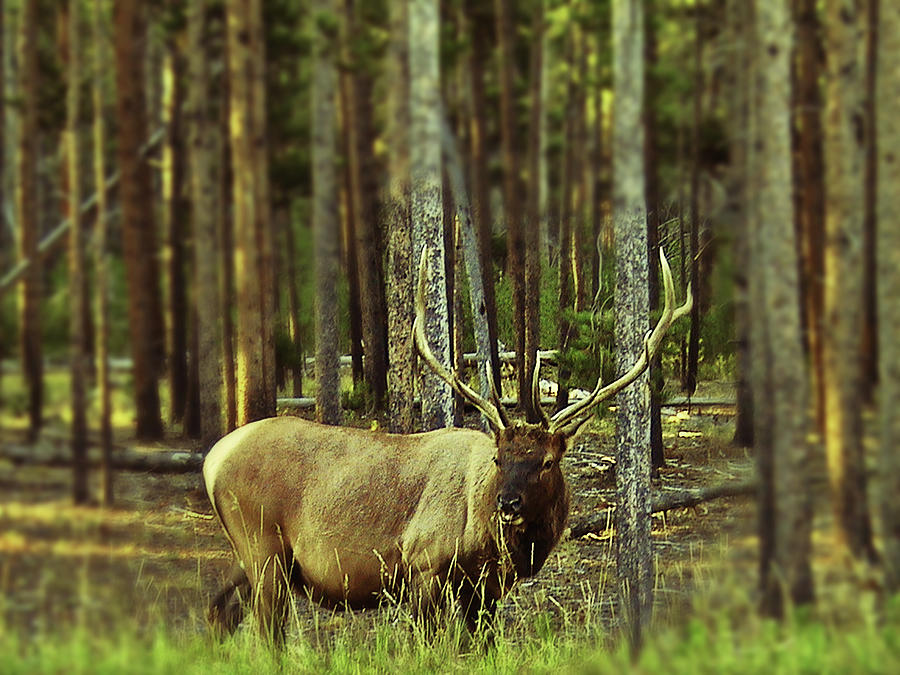 Bull Elk Photograph by Carl Moore