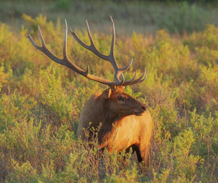 Bull Elk CM Russell Refuge Photograph by Arnie Gidlow - Fine Art America