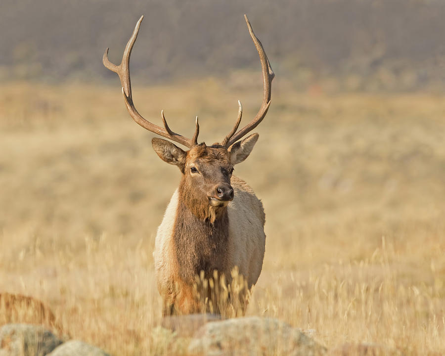 Bull Elk Photograph by CR Courson