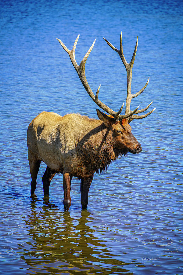 Bull Elk  Photograph by Dale R Carlson
