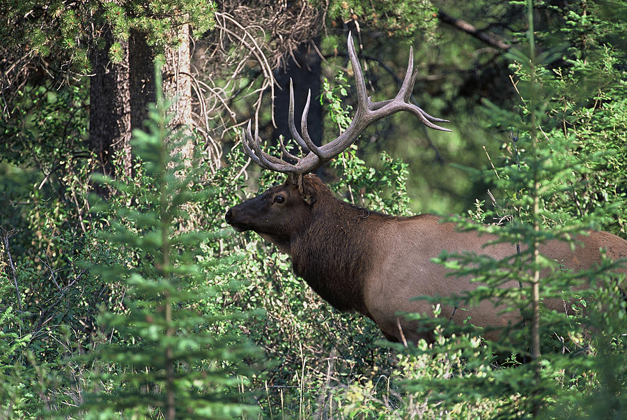 Bull Elk Photograph by David Jennings