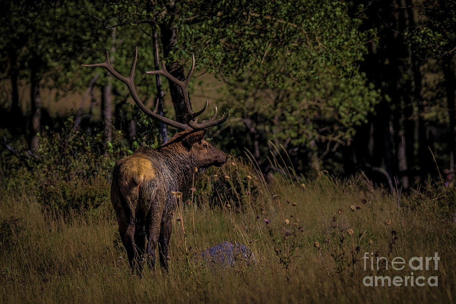 Bull Elk Photograph by Dlamb Photography