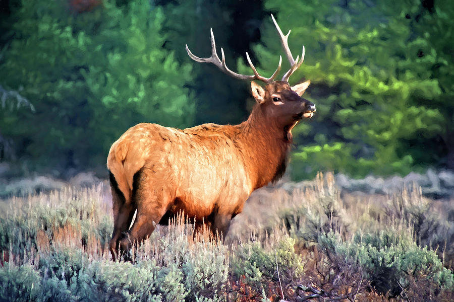 Bull Elk  Photograph by Donna Kennedy
