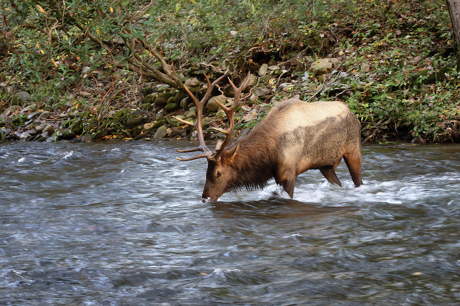 Bull Elk Drinking - Smoky Mountains Photograph by Susan Rissi Tregoning